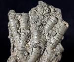 Pentacrinites briaroides (QUENSTEDT 1852) - Bild © FossNet FossilienStore